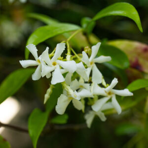 thé noir la sorcière blanche