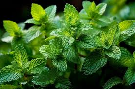 tisane le gras c&rsquo;est la vie